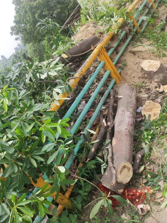 ग्नीन कॉरिडोर में काटे गए पेड़।