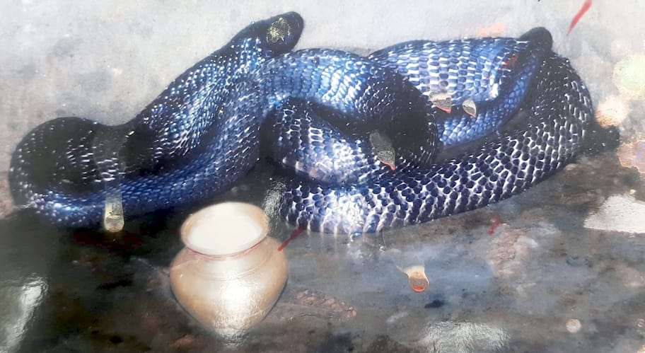 अफजलगढ़ में द्वारिकेश चीनी मिल के पास स्थित नाग मंदिर। संवाद अफजलगढ़ में द्वारिकेश चीनी मिल के पास स्थित नाग मंदिर। संवाद