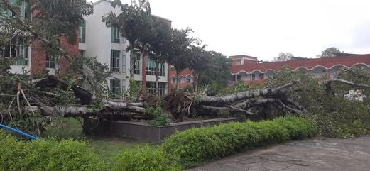 आकाशवाणी केंद्र के पास गिरे बरगद के पेड़ को दिखाता स्थानीय निवासी। संवाद