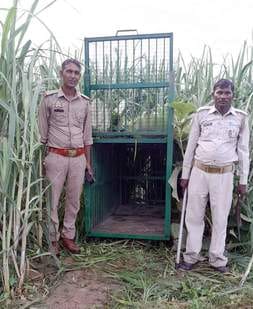 गांव सैदपुर जसकोली में पेड़ पर लगाया गया कैमरा। संवाद गांव सैदपुर जसकोली में पेड़ पर लगाया गया कैमरा। संवाद