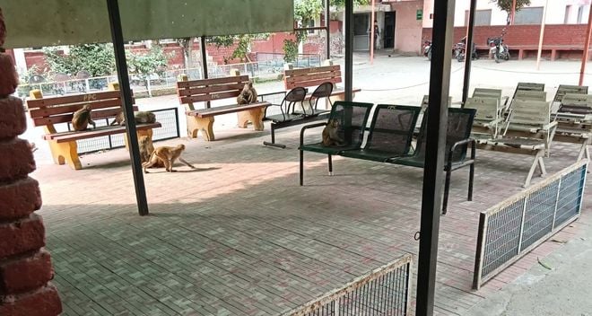 02जेएनडी09,10, 11: नागरिक अस्पताल में बंदरों का आंतक। स्वास्थ्यकर्मी 02जेएनडी09,10, 11: नागरिक अस्पताल में बंदरों का आंतक। स्वास्थ्यकर्मी