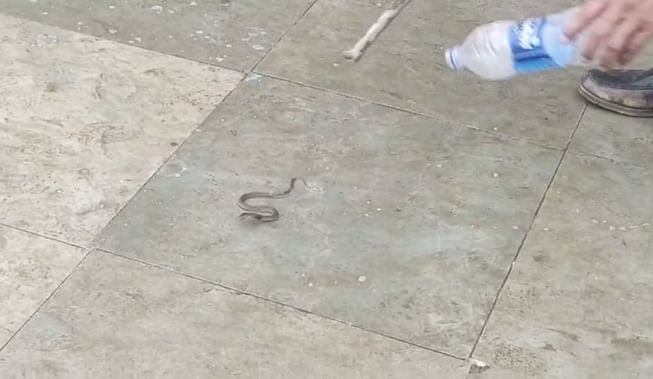 स्कूल में निकलते सांप