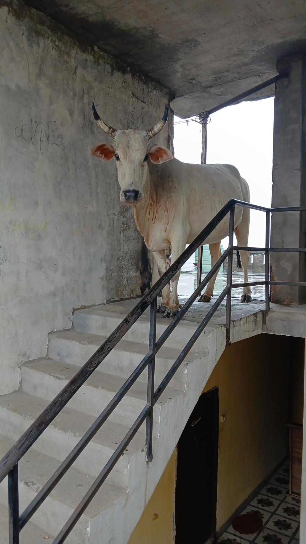 चौथी मंजिल पर चढ़ी गाय। चौथी मंजिल पर चढ़ी गाय।