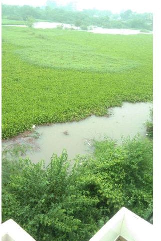 सेक्टर सात के पीछे जोहड़ अब मिट्टी से भरा हुआ। याचिकाकर्ता