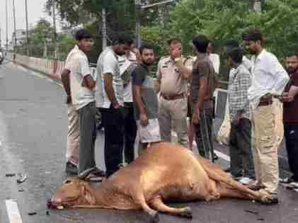 हिसार में कार की टक्कर से डाबड़ा चौक पुल पर मृत पड़ी गाय। स्रोत : वीडियो ग्रैब हिसार में कार की टक्कर से डाबड़ा चौक पुल पर मृत पड़ी गाय। स्रोत : वीडियो ग्रैब