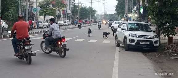 35 कैथल। शहर की एक गली में मौजूद आवारा कुत्ता। संवाद