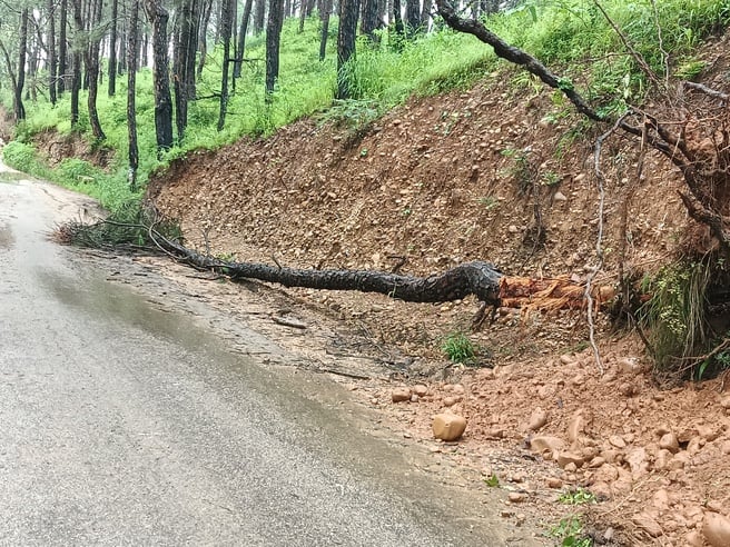 सलौणी दियोटसिद्ध सड़क पर गिरे पेड़। संवाद। सलौणी दियोटसिद्ध सड़क पर गिरे पेड़। संवाद।