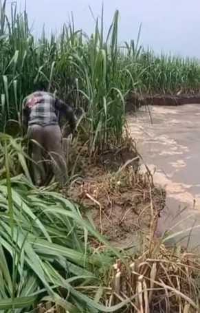 बहेड़ी। गौला बैराज से पानी छोड़े जाने के बाद उफनाती किच्छा नदी। बहेड़ी। गौला बैराज से पानी छोड़े जाने के बाद उफनाती किच्छा नदी।