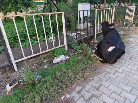 अंबाला-जगाधरी हाईवे स्थित डीएवी स्कूल के पास डिवाइडर पर उगी जंगली घास: संवाद अंबाला-जगाधरी हाईवे स्थित डीएवी स्कूल के पास डिवाइडर पर उगी जंगली घास: संवाद