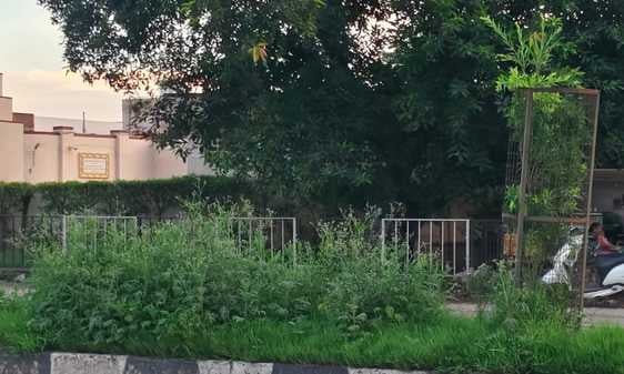 अंबाला-जगाधरी हाईवे स्थित डीएवी स्कूल के पास डिवाइडर पर उगी जंगली घास: संवाद अंबाला-जगाधरी हाईवे स्थित डीएवी स्कूल के पास डिवाइडर पर उगी जंगली घास: संवाद