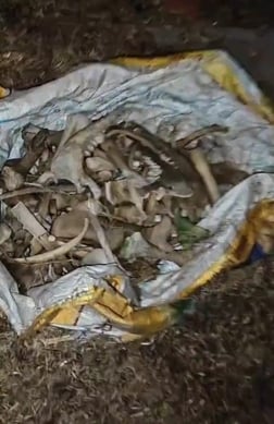 कन्हेली रोड के नजदीक गली में बेहोशी की हालत में पड़ी गाय को उठाने का प्रयास करता गो सेवक। स्रोत कन्हेली रोड के नजदीक गली में बेहोशी की हालत में पड़ी गाय को उठाने का प्रयास करता गो सेवक। स्रोत