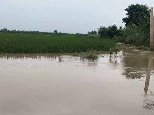 253.... करनाल खंड के ढाकवाला गुजरान गांव में धान की फसल में घुसा यमुना का जल। संवाद