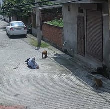 मुलाना में छात्रा पर हमला करता बंदर। संवाद