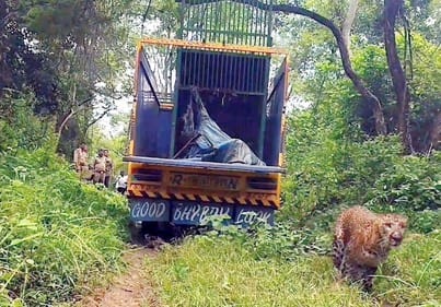 रानीपुर वन्य अभयारण्य में छोड़ते सामय पिंजरे से छलांग लगाता तेंदुआ। स्रोत वनकर्मी