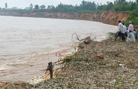 बालावाली क्षेत्र में कटान के बाद गंगा में गिरा आम का पेड़। स्रोत वीडियो ग्रैव