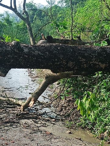 उपमंडल बंगाणा की तलाई से बोहरू पंचायत को जाने वाली सड़क भारी बारिश से टूटी।संवाद उपमंडल बंगाणा की तलाई से बोहरू पंचायत को जाने वाली सड़क भारी बारिश से टूटी।संवाद