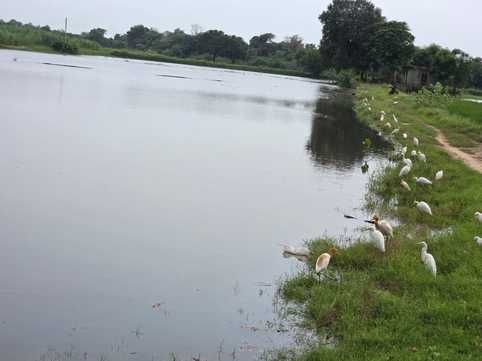 कुरुक्षेत्र। खेतों में बनी जल भराव की स्थिति। विज्ञप्ति