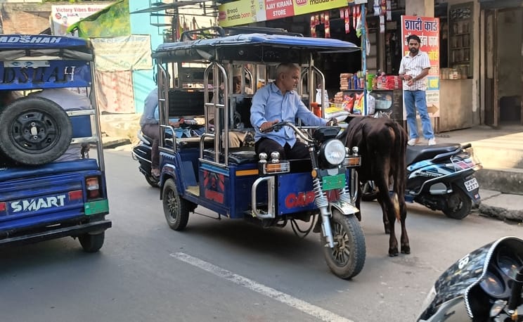 शहर के विजय चौक व फव्वारा चौके बीच आवारा पशु। संवाद