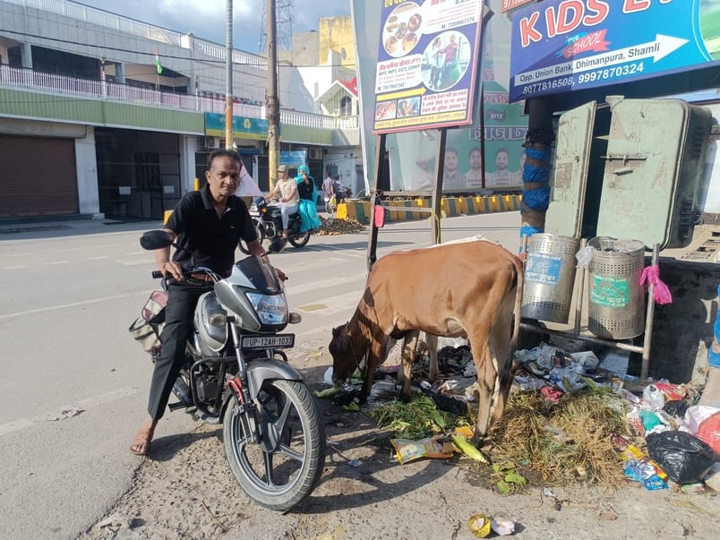 शहर के विजय चौक व फव्वारा चौके बीच आवारा पशु। संवाद