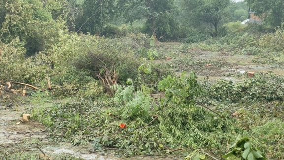 रोहतक के सेक्टर-6 बाग में फंदा लगाने के लिए बरगद पर चढ़ा राजवीर राठी। स्रोत : सोशल मीडिया रोहतक के सेक्टर-6 बाग में फंदा लगाने के लिए बरगद पर चढ़ा राजवीर राठी। स्रोत : सोशल मीडिया