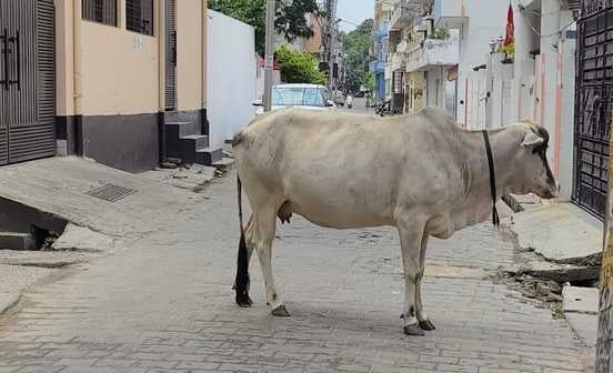 शहर की बीच सड़कों पर घूम रहे छुट्टा पशु। संवाद शहर की बीच सड़कों पर घूम रहे छुट्टा पशु। संवाद