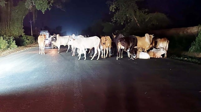 शाहजहांपुर कांट मार्ग पर खड़े छुट्टा गोवंशीय पशु। संवाद शाहजहांपुर कांट मार्ग पर खड़े छुट्टा गोवंशीय पशु। संवाद