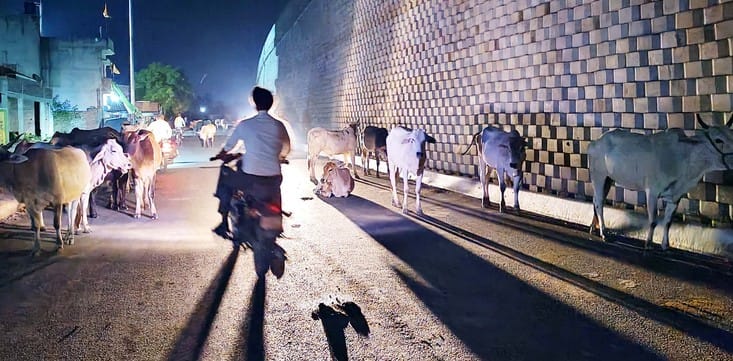 शाहजहांपुर कांट मार्ग पर खड़े छुट्टा गोवंशीय पशु। संवाद शाहजहांपुर कांट मार्ग पर खड़े छुट्टा गोवंशीय पशु। संवाद