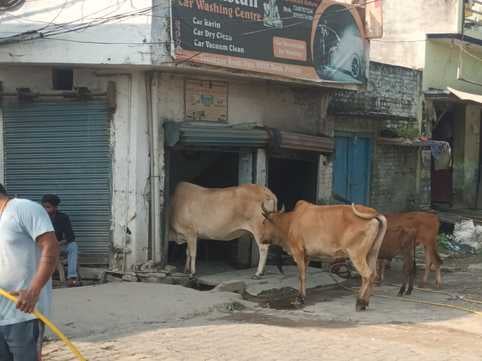 शहर में नौगवां ओवरब्रिज के नीचे सड़क पर बैठे गोवंश संवाद शहर में नौगवां ओवरब्रिज के नीचे सड़क पर बैठे गोवंश संवाद