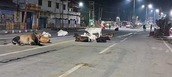शहर में नौगवां ओवरब्रिज के नीचे सड़क पर बैठे गोवंश संवाद शहर में नौगवां ओवरब्रिज के नीचे सड़क पर बैठे गोवंश संवाद