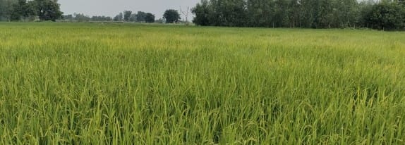 अंकित मिश्रा, पल्हौरा। अंकित मिश्रा, पल्हौरा।