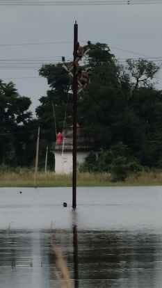 बिजली सुधारते हुए कर्मचारी