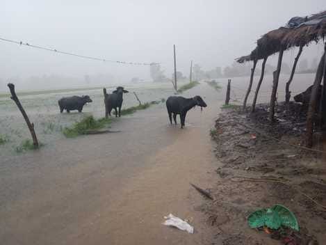 कलीनगर के नौजल्हा क्षेत्र में घरों में भरा बाढ़ का पानी। स्रोत ग्रामीण