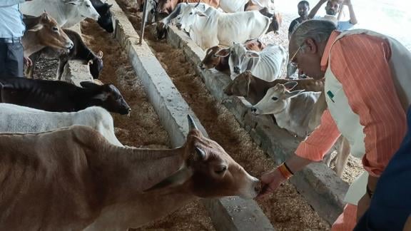 पशुधन मंत्री धर्मपाल सिंह ने बीकेटी की गोशलाओं का जायजा लिया। अव्यवस्था देख वह नाराज हुए। इस दौ
