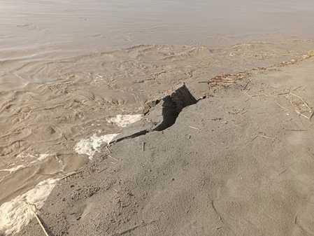 सरसावा क्षेत्र के खेत में गिरी हुई धान की फसल। संवाद