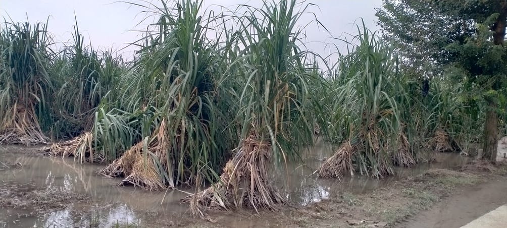 501....खेत में आए यमुना के पानी के बीच किसान। संवाद 501....खेत में आए यमुना के पानी के बीच किसान। संवाद