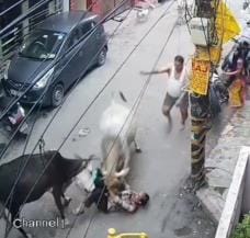बुजुर्ग और बच्चे पर हमला करती गाय। बुजुर्ग और बच्चे पर हमला करती गाय।