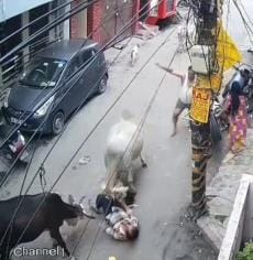 बुजुर्ग और बच्चे पर हमला करती गाय। बुजुर्ग और बच्चे पर हमला करती गाय।