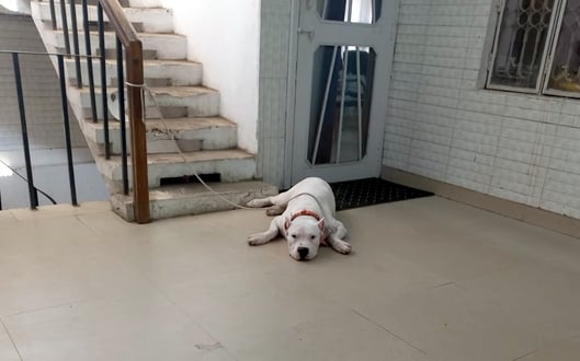 बिजनौर में डीएफओ कार्यालय पर धरने पर बैठे भाकियू अराजनैतिक के कार्यकर्ता। संवाद बिजनौर में डीएफओ कार्यालय पर धरने पर बैठे भाकियू अराजनैतिक के कार्यकर्ता। संवाद