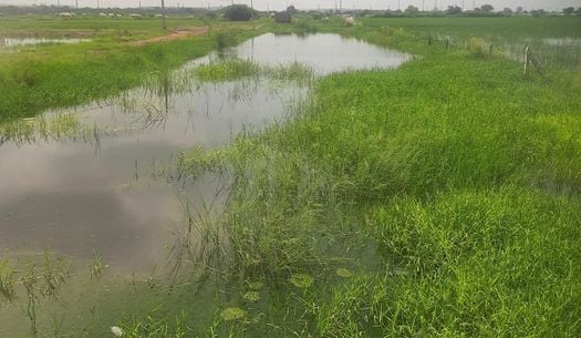 फोटो 13: सोनीपत के खरखौदा स्थित पचपीर बस्ती में भरे पानी में खड़े होकर निकासी की मांग करती महि फोटो 13: सोनीपत के खरखौदा स्थित पचपीर बस्ती में भरे पानी में खड़े होकर निकासी की मांग करती महि