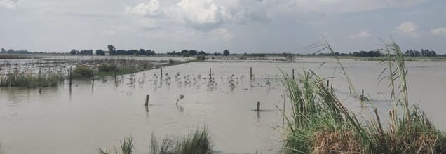 राजीव, गुटेटी  उत्तर।