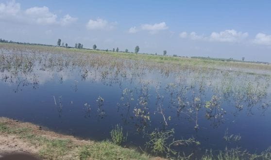 11जेएनडी15: खेतों में भरे पानी की गहराई दिखाते हुए किसान। किसान