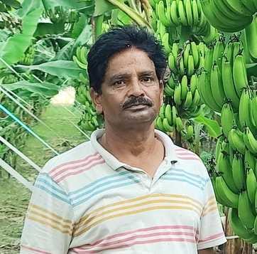 लौखनिया गांव के खेत में लगी केले की पकी फसल। संवाद लौखनिया गांव के खेत में लगी केले की पकी फसल। संवाद