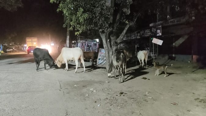 फोटो-12 एयूआरपी 14 बेला मार्ग पर झुंड में बैठे अन्ना मवेशी। संवाद फोटो-12 एयूआरपी 14 बेला मार्ग पर झुंड में बैठे अन्ना मवेशी। संवाद