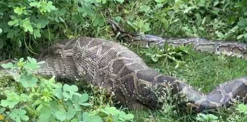 कालागढ़ की केन्द्रीय कालोनी में चीतल को लपेटे में लेकर निगलता अजगर। स्रोत संवाद। कालागढ़ की केन्द्रीय कालोनी में चीतल को लपेटे में लेकर निगलता अजगर। स्रोत संवाद।