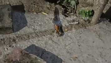 चंदपुरा गांव के पास डेरे में बना मृतक राहुल का मकान: संवाद चंदपुरा गांव के पास डेरे में बना मृतक राहुल का मकान: संवाद