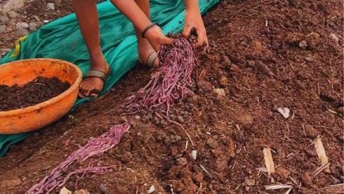 कुछ इस तरह बनाई जाएगी गाय के गोबर और केंचुए से जैविक खाद। स्रोत ः स्वयं