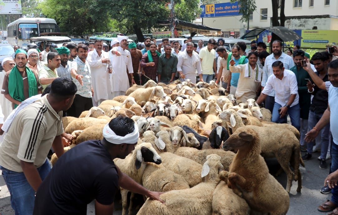 आगे भेड़-बकरी, पीछे जाम। बिजनौर में सोमवार को गुलदार के आतंक के विरोध में भेड़ों और बकरियों के आगे भेड़-बकरी, पीछे जाम। बिजनौर में सोमवार को गुलदार के आतंक के विरोध में भेड़ों और बकरियों के