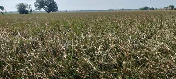 इस्माईलाबाद। सतीश कुमार। इस्माईलाबाद। सतीश कुमार।