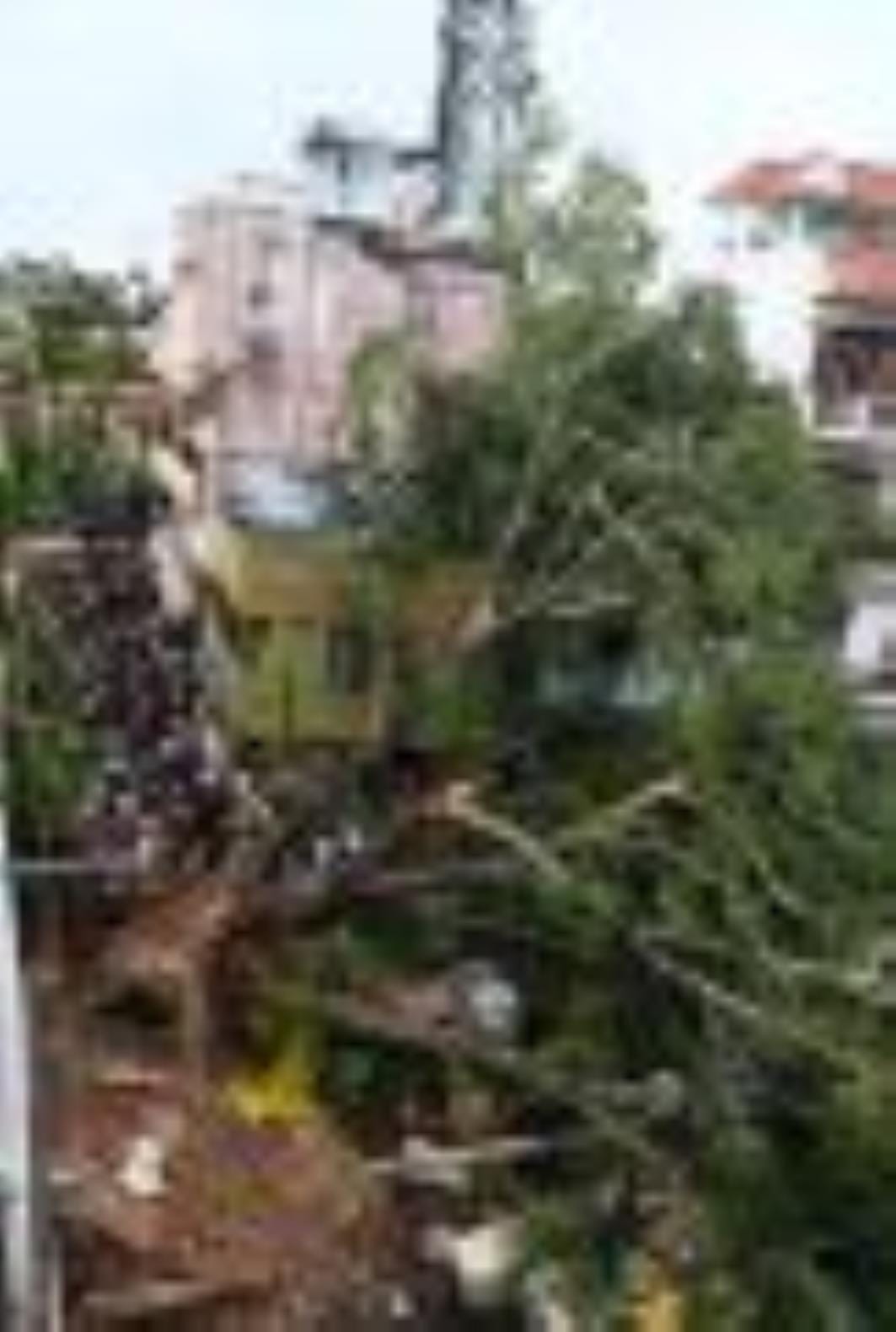 कैसरबाग की मछली मंडी में मंगलवार दोपहर पीपल का 150 वर्ष पुराना पेड़ गिर गया। इसकी चपेट में आकर 