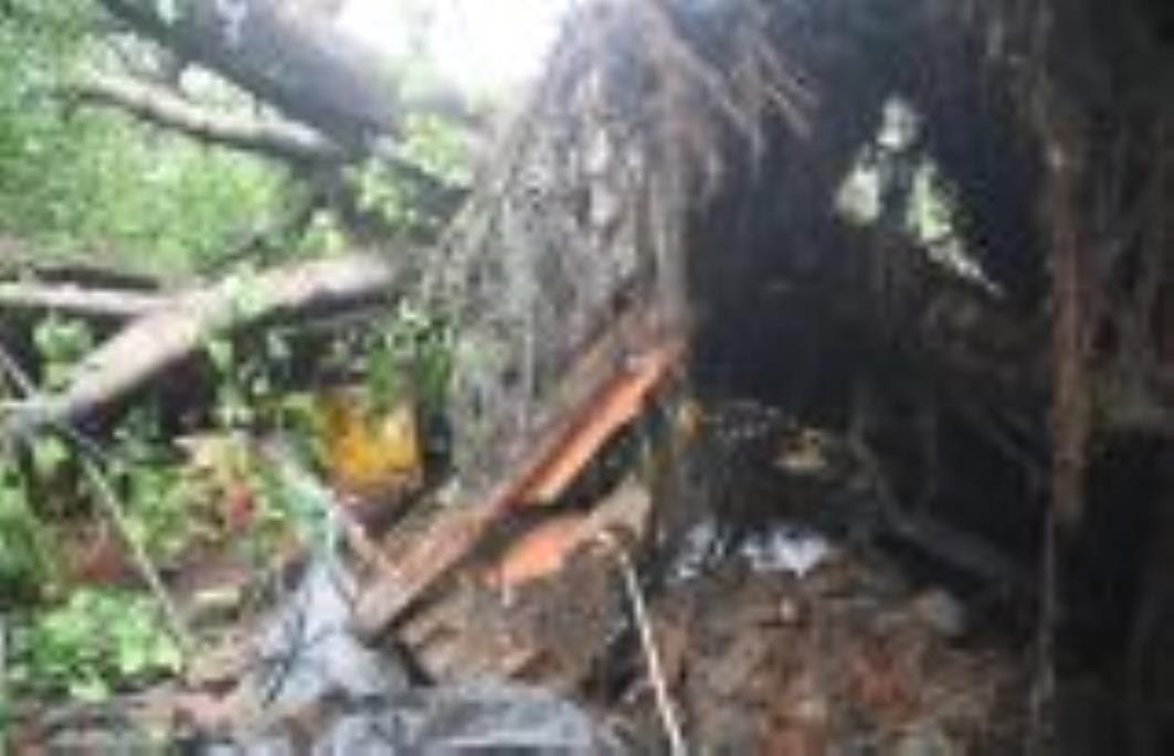 कैसरबाग की मछली मंडी में मंगलवार दोपहर पीपल का 150 वर्ष पुराना पेड़ गिर गया। इसकी चपेट में आकर 